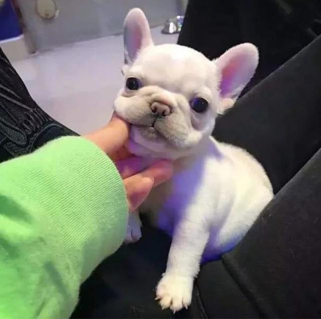 法国斗牛犬怎么训练随叫随到,法国斗牛犬训练大小便规律