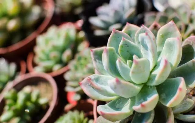 养花如何不把花养死,养花老是养死