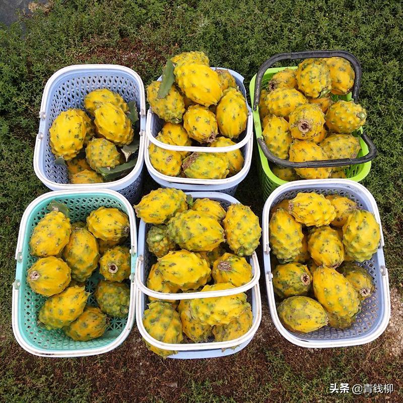 长沙黄皮火龙果种植技术,蓝皮火龙果种植技术