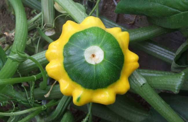 这种野瓜似飞碟人称“飞碟瓜”,味道鲜美做法多,你吃过吗?