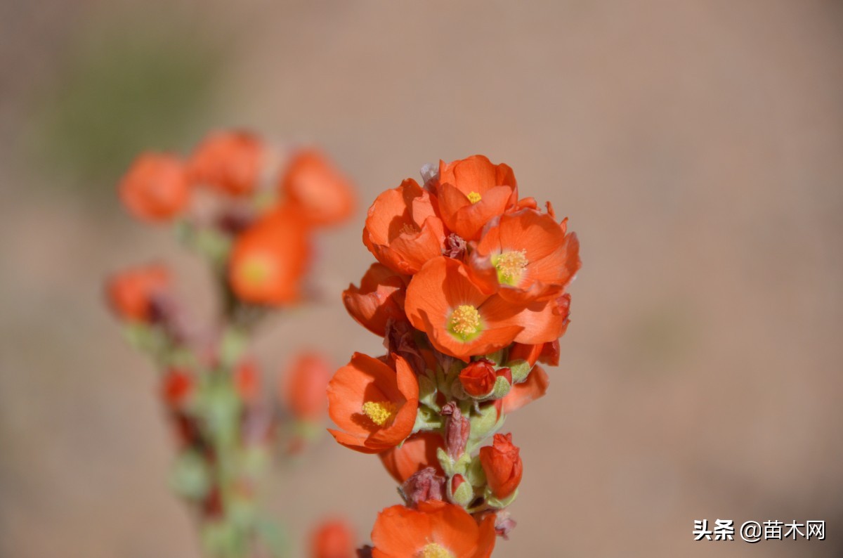 苗木网下载,今日苗木网app下载