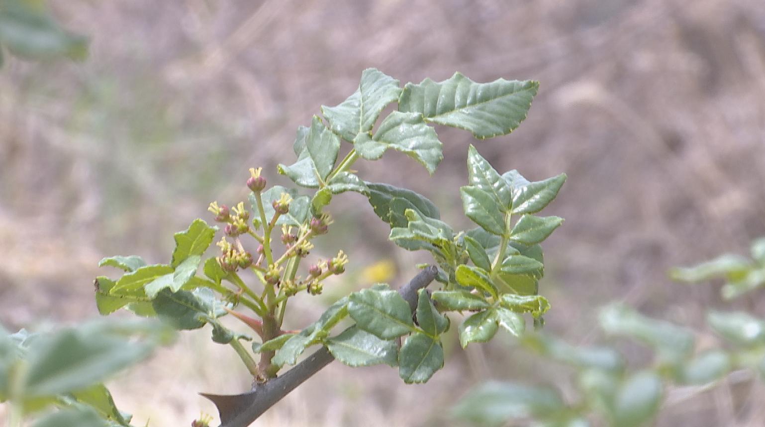 陕西三农农民合作社,陕西三家农民合作社