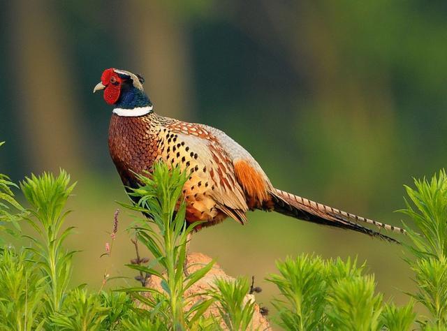 小麦种子怎么防鸟吃,小麦被麻雀祸害怎么办
