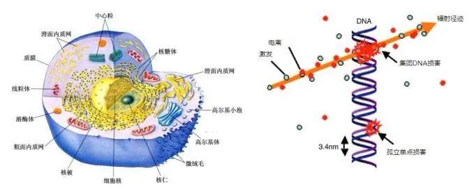 我们日常生活中的辐射都有哪些,生活中常见的辐射现象如何预防