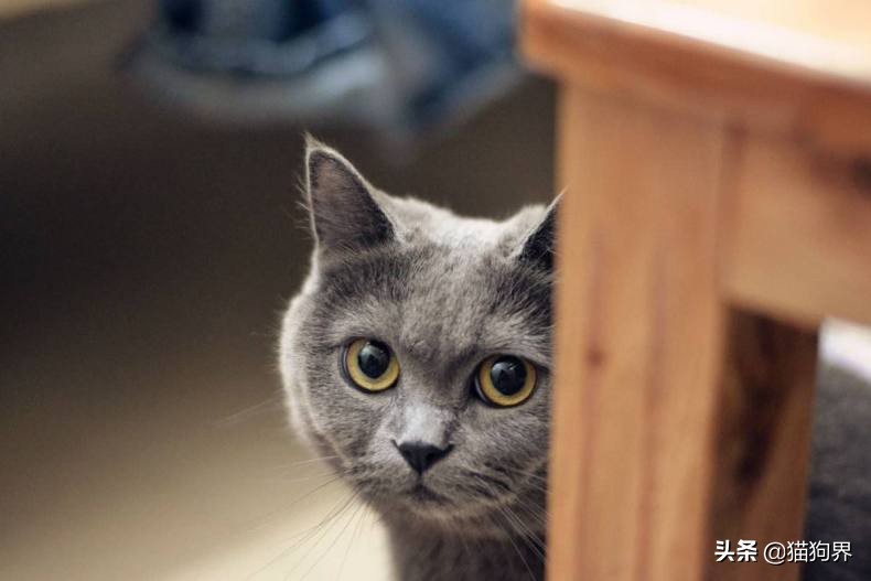 训练猫最好的食物,训练猫的几个声音