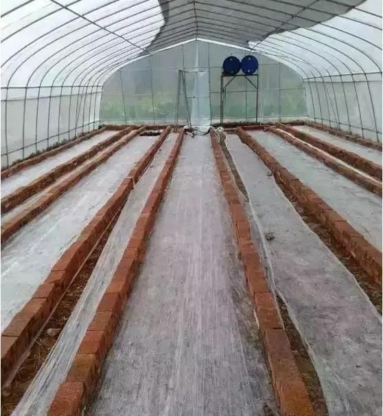 大棚立体种植蔬菜一亩顶20亩,大棚种植蔬菜一年可以收入多少钱