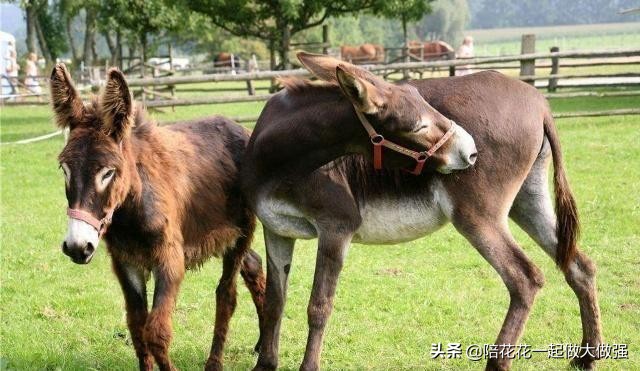 马和驴为什么能产出骡子,马和驴生下的骡子为什么不能生育