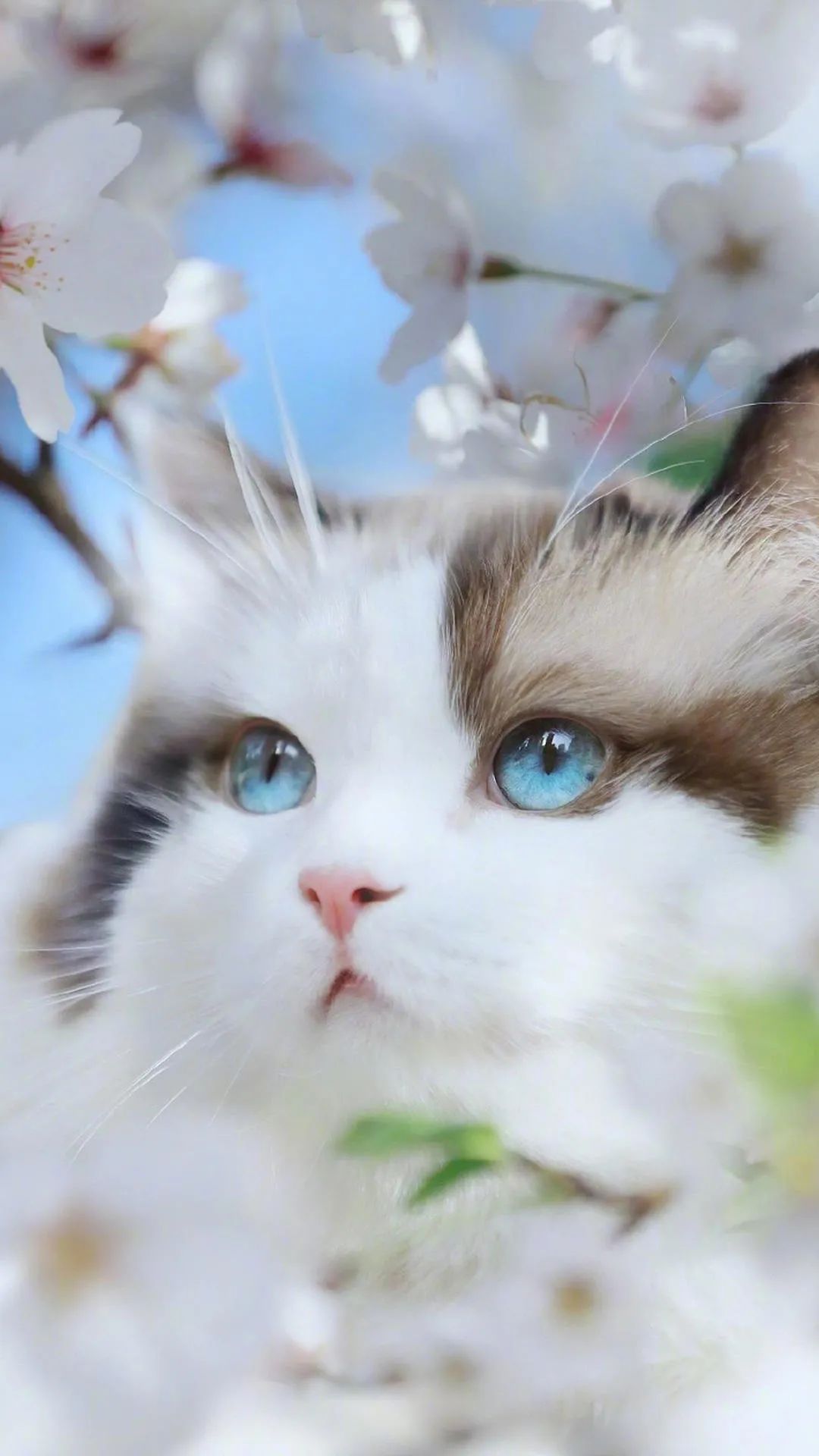 猫咪球虫宠物医院怎么治疗,猫宫庄园