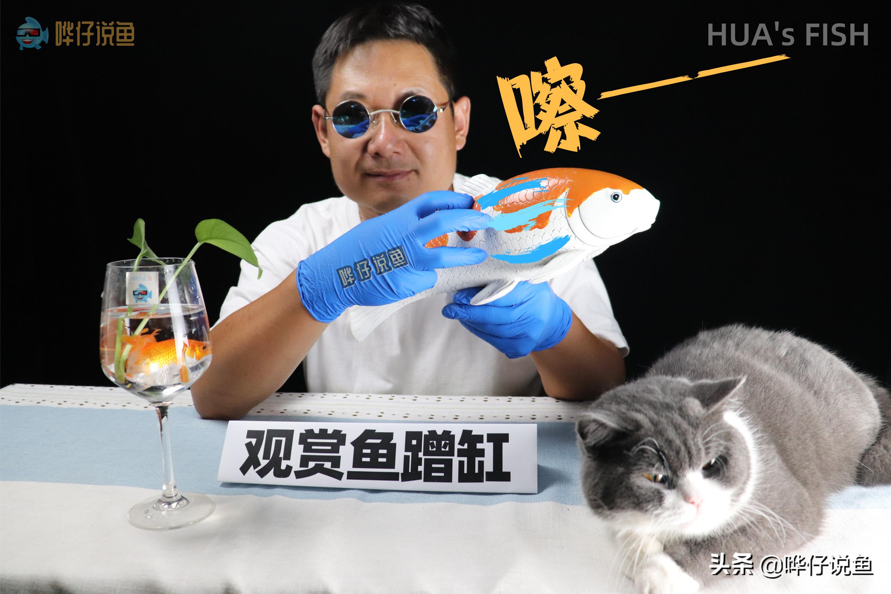 热带观赏鱼蹭缸怎么办,龙鱼蹭缸是什么寄生虫