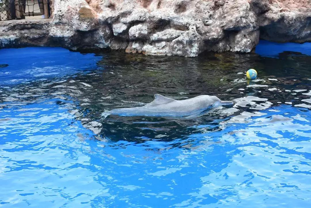 保护中华白海豚的必要性,保护中华白海豚为海洋发声