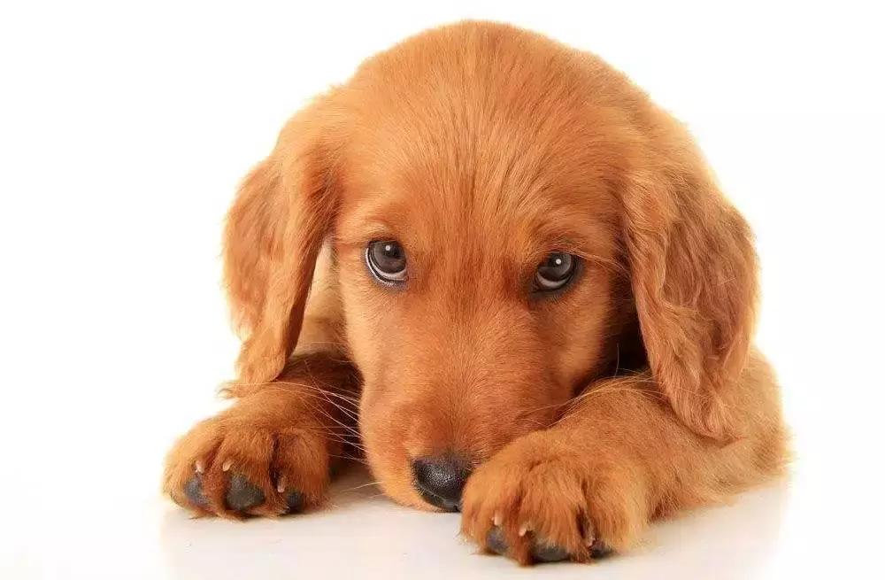 福懋动物医院解放大道分院,福懋动物医疗中心