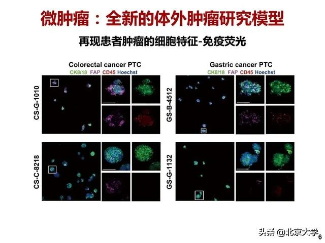 治疗癌症的重大突破科研成果,治疗癌症新药重大突破辟谣