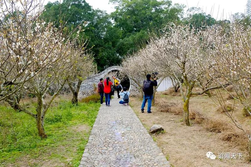 「不可辜负」诏安：青梅花开不负韶华，红星乡赏梅周邀您共享“梅”好生活