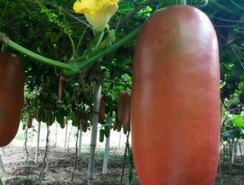 又一外来水果，听名字让人流口水，能当菜能当水果，少有人见过