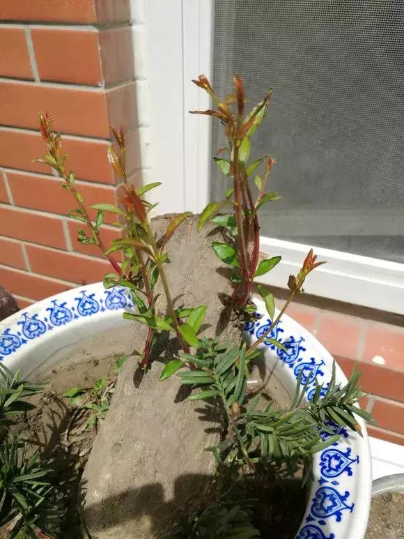 石榴树树干修剪视频,石榴树修剪枝条的方法