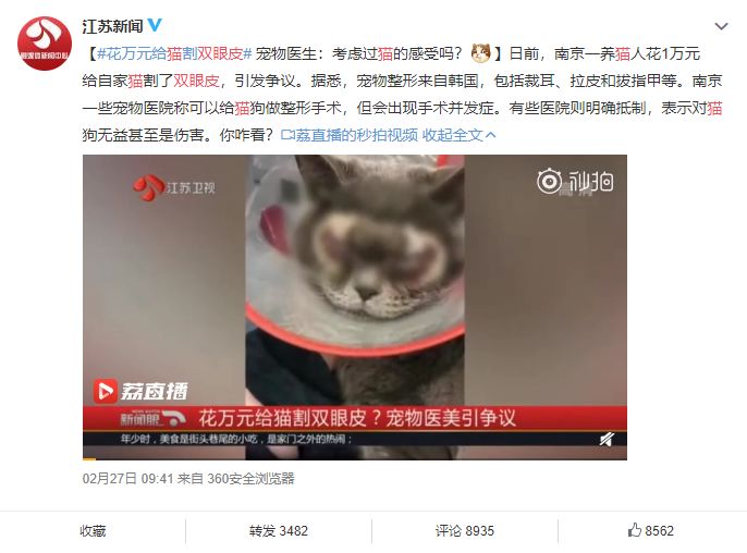 铲屎官为什么要给猫做绝育手术,盘点铲屎官给猫咪花巨款打造猫窝
