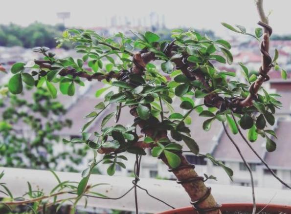 胡椒木盆景造型教程,胡椒木盆景种植技巧