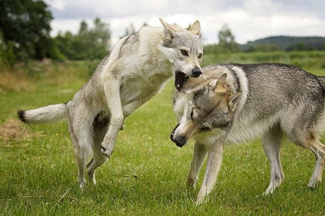 狗中最贵的犬,最贵的狗十大名犬价格