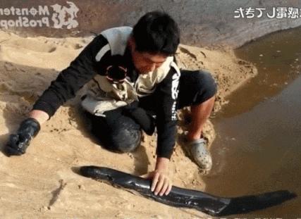 玩了一下电鳗,他口吐白沫倒下了