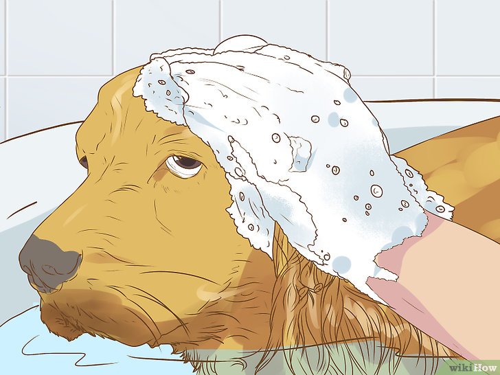 怎么消除宠物味道,如何清除室内宠物味道