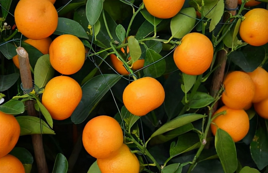 柑橘早发芽的办法,柑橘的五大坑