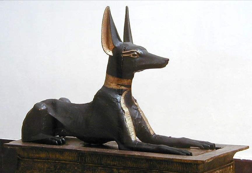 法老王猎犬是大型犬吗,法老王犬品种大全