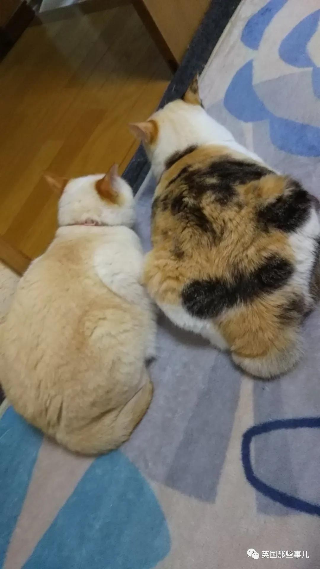 养暹罗猫会得什么病吗,养暹罗猫就像开盲盒