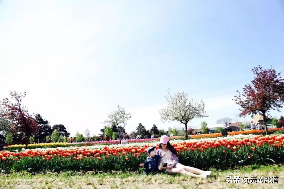 荷兰小镇郁金香盛开,荷兰小镇郁金香花海