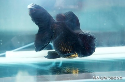 家里养鱼死了有什么讲究,春季养鱼死亡是怎么回事