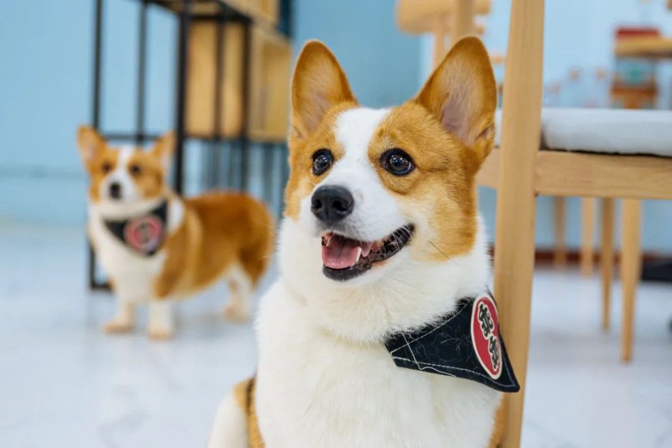 吸屁屁,短腿大耳肉嘟嘟,这家店进去就出不来了…