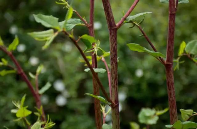 云南特产山货血三七,云南独有的44种野菜