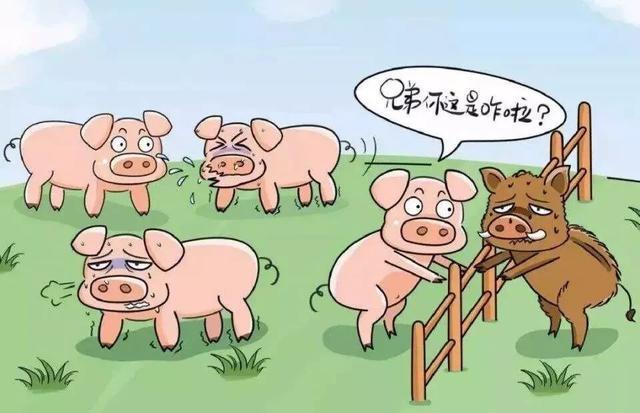 得了非瘟的猪人还能吃么,得了非瘟的猪产的仔能活吗