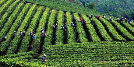 送老丈人竹叶青茶叶,送老丈人竹叶青茶