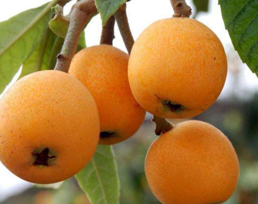 四川特色土货都有哪些,四川农村著名的美食有哪些