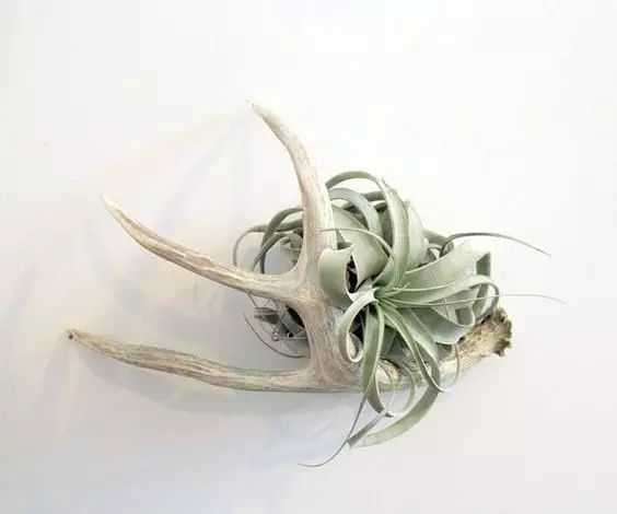 置爱|植物1.0是种在盆儿里的,植物2.0都趴在墙上的