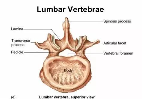 力量训练中腰带的选择与佩戴——全面指南