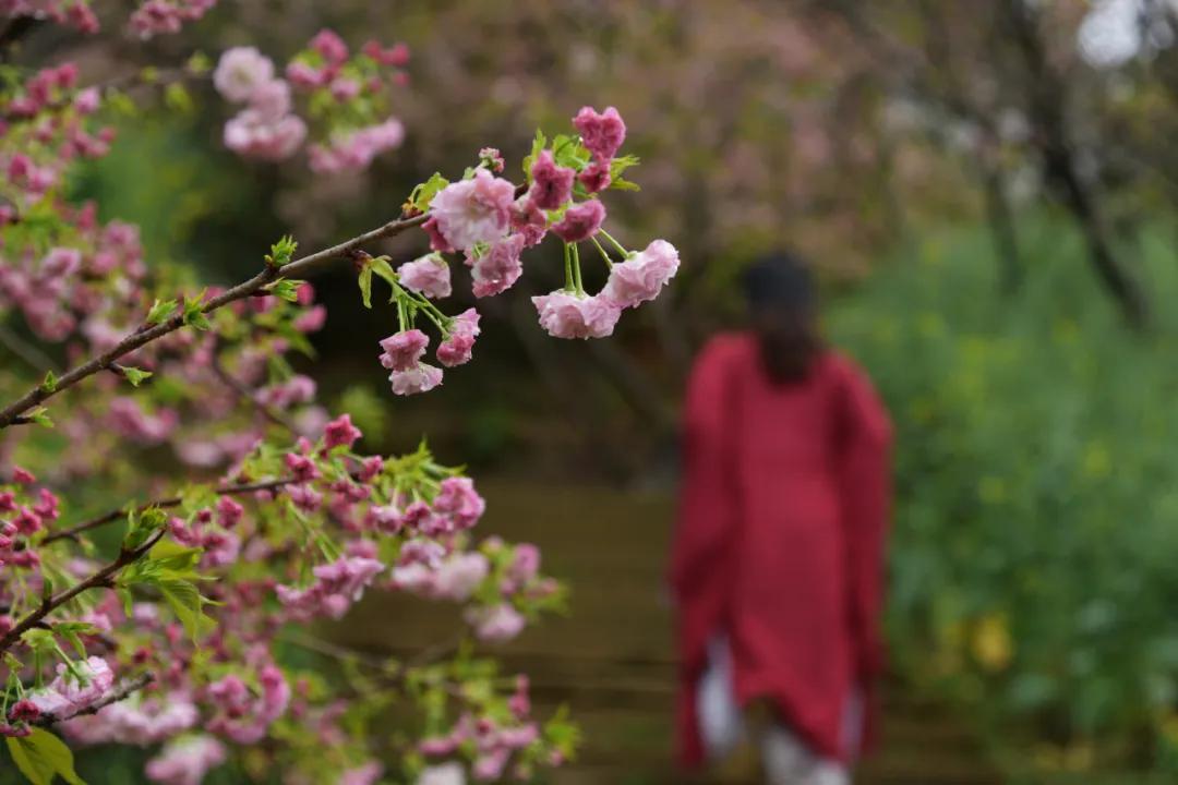 樱花烂漫时汉服少女,樱花烂漫时相遇