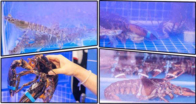 魔都惊现「2层楼小香港」,卖“蹦迪海鲜”!花胶鸡、6头鲍免费送