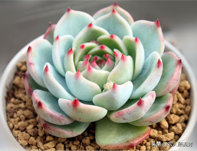 多肉锦化怎么繁殖,三色堇多肉锦化