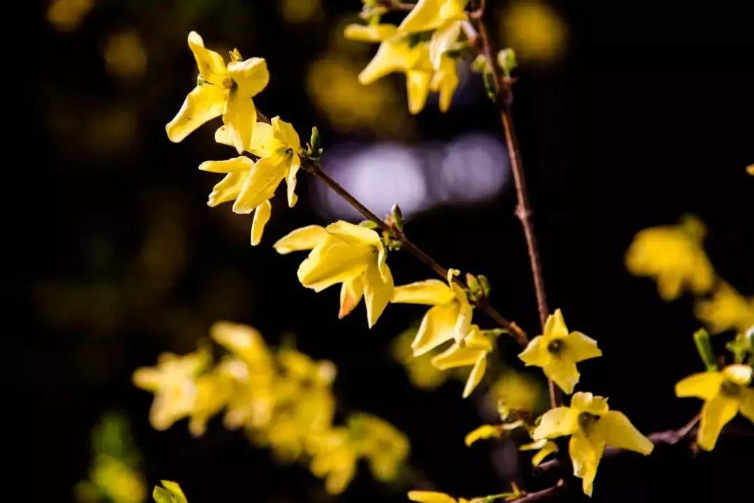 西安的春天到底有多美？我要打包送给你