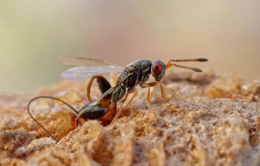 昆虫界美丽又残酷的天生杀手,昆虫界最厉害的杀手是什么