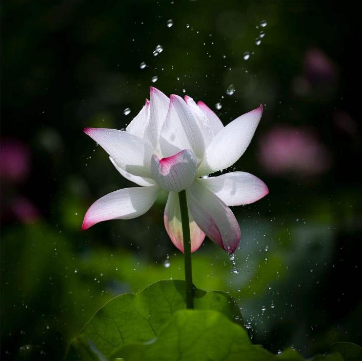 诗词欣赏诗词中的夏天,关于夏天的经典古诗词欣赏