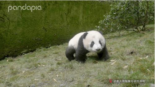 不能出去玩怎么办?滚滚表示在家也可以很快乐