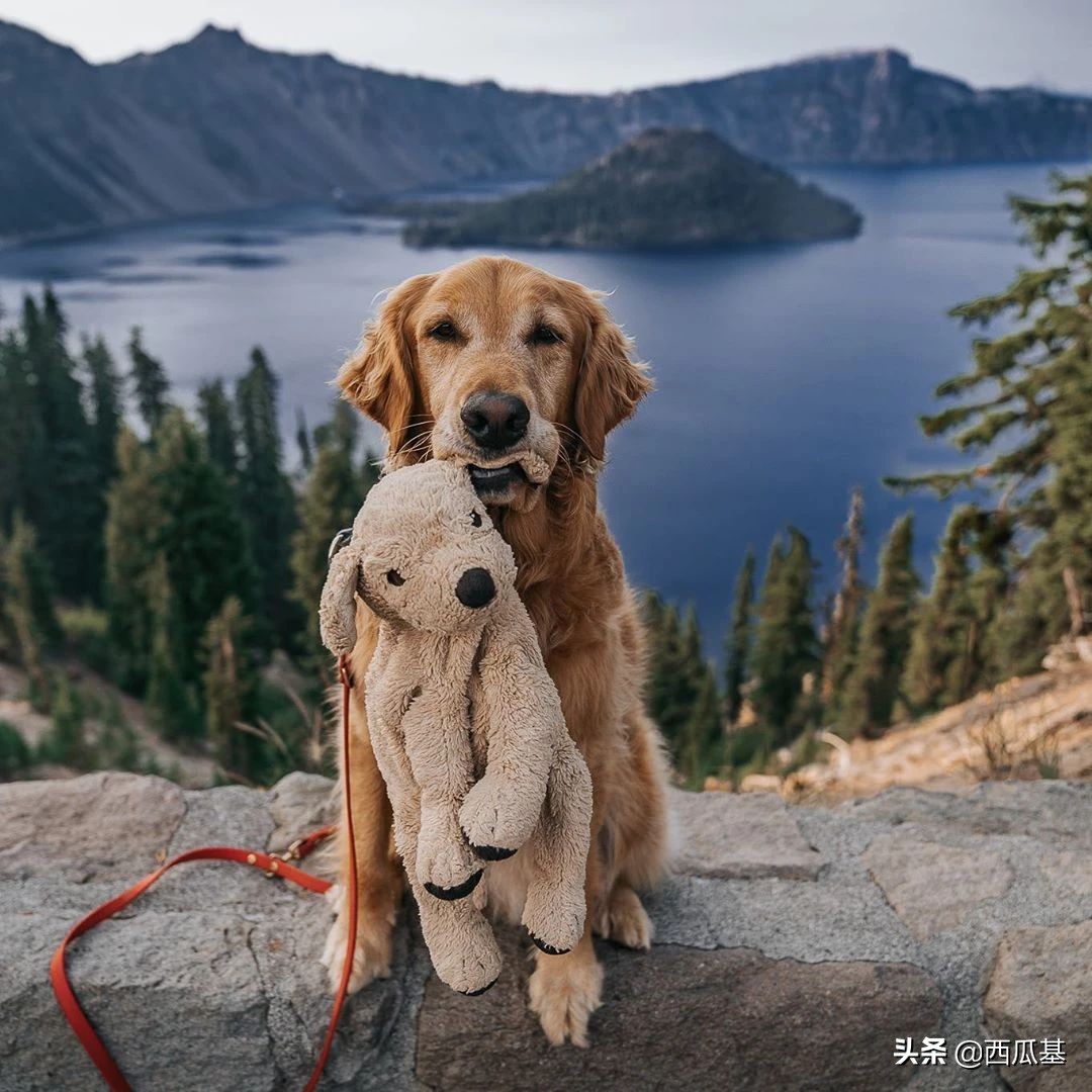 金毛出去耍了带东西回来,金毛带金毛去水上乐园