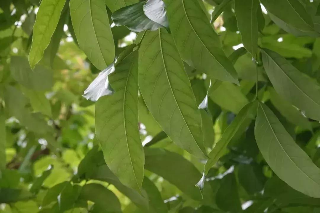 每日花语金盏花,桃花心木的种树方法