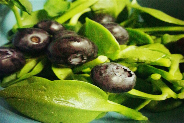 田七苗期病害,田七种植技术和产量