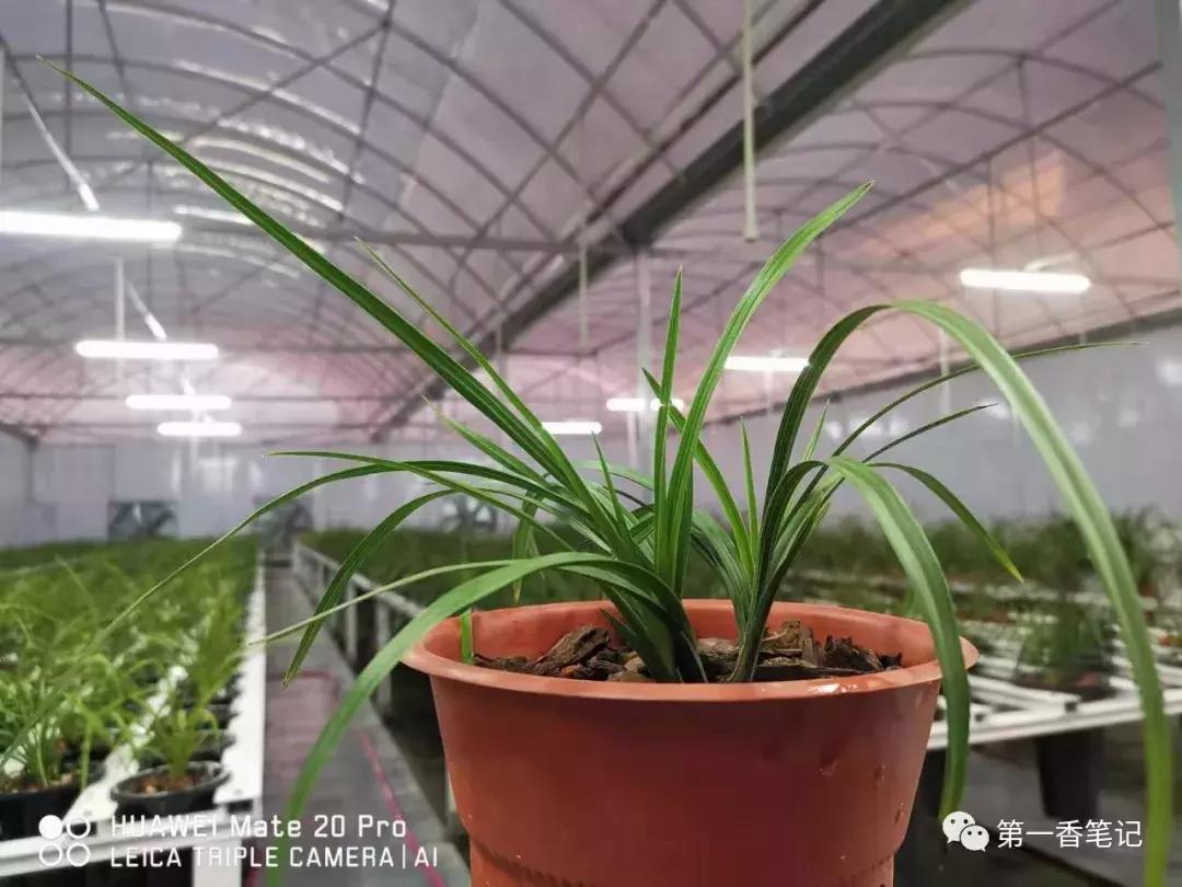 如何区分兰花新芽和花芽,兰花辨别选草经验谈