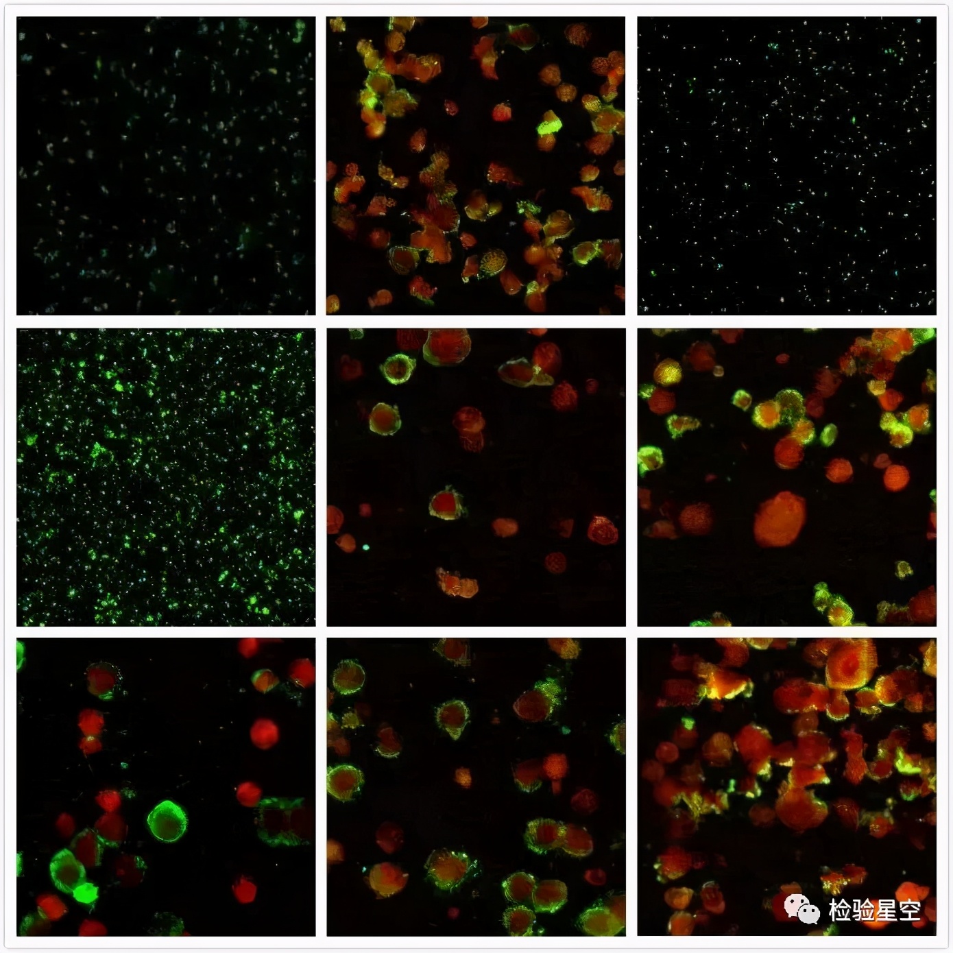 呼吸道病原体九联检结果怎么看,呼吸道九联检是用啥管子