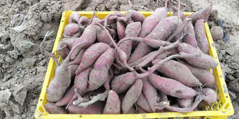 红薯在生茬地种注意什么,种红薯苗怎么增加成活