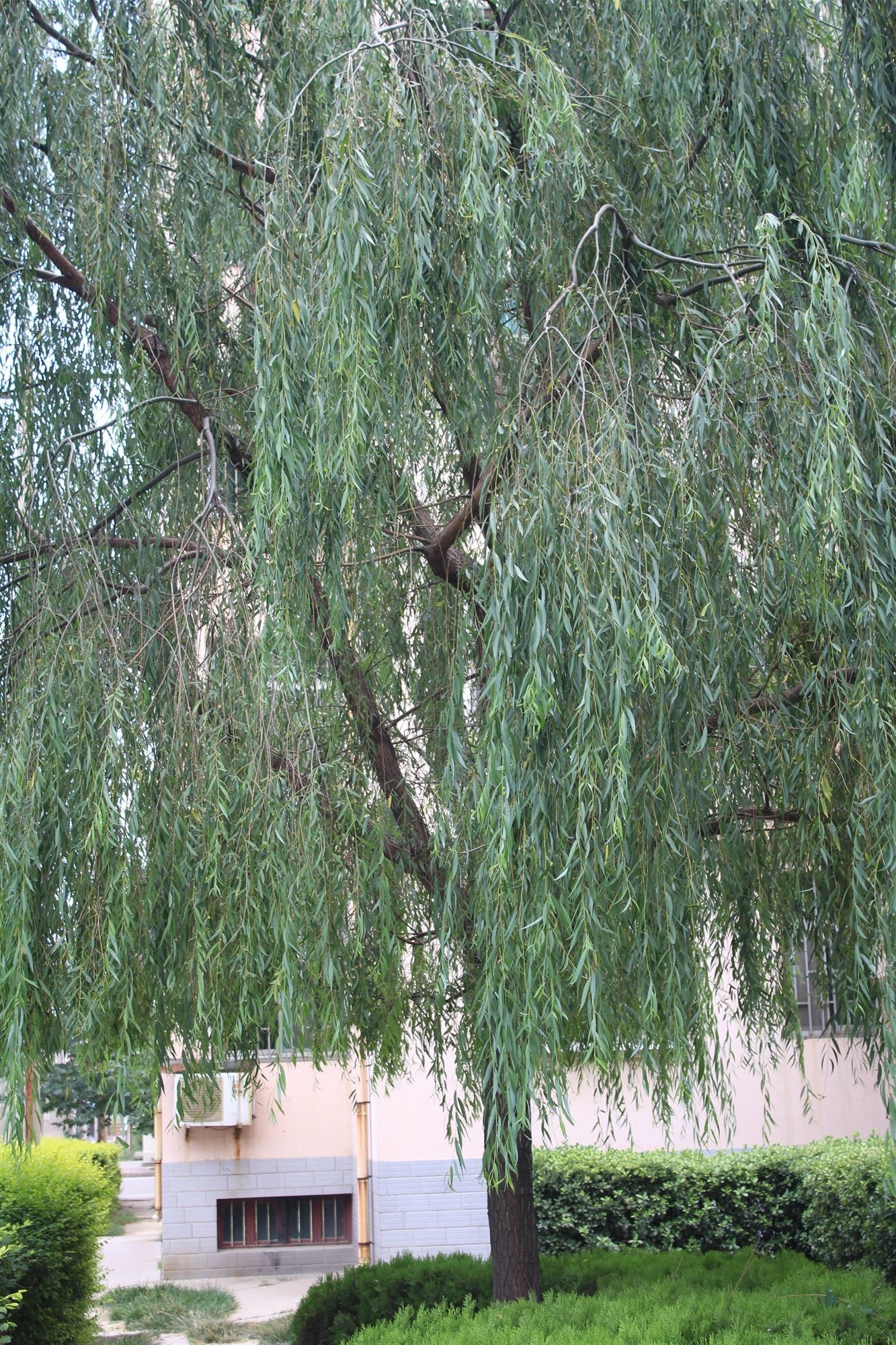 柳树的中药作用与功效,中药柳树图片大全